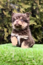 French bulldog with hypoallergenic hair