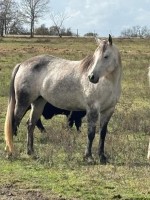 8 ročná kobyla AQHA
