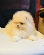 Německý špic. Mini pomeranian bez PP. 