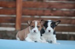 Basenji Šteniatka
