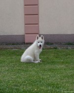 Siberian Husky puppies