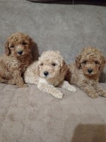 Miniature Poodles for sale