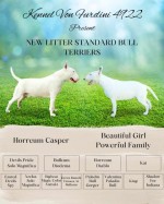 Top standard bull terrier puppies