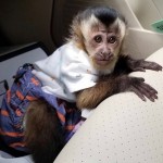 Inteligentné baby kapucínske opice dostupné na predaj=