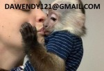 Socializované opice pre deti Capuchin na predaj ..,