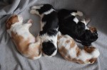 Šteniatko Cavalier King Charles Spaniel