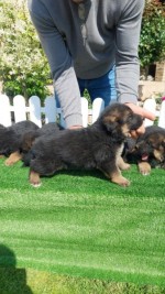 German Shepherd Dog puppies