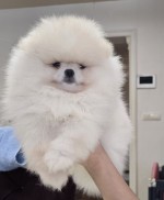 Pomeranský špic šteniatka na predaj