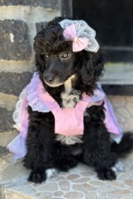 Girl black poodle------