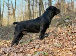 Juhoafrický mastif – Boerboel šteniatka