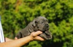 Cane Corso – fenka šteniatko
