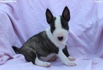 Mini Bull Terrier – krásne šteniatka