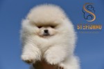 Pomeranian Boo šteniatka