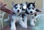 Šteniatka sibírskeho huskyho