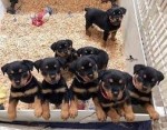Šteniatka rotvajlera s rodokmeňom