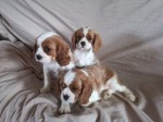 K dispozícii sú dve šteniatka Cavalier King Charles