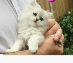 12 týždňové perzské mačiatka na predaj