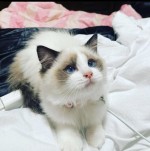Teraz pripravená krásna Flash Point Ragdoll Ka