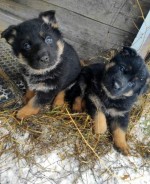 Steniatka nemeckeho ovciaka