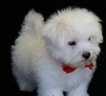 Predám maltezak psík 