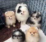 Krásne čistokrvné šteniatka trpasličieho trpasliči pomeranian