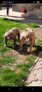 American bully