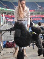 CHAMPION Litter: Black Standard Poodles of the highest rank