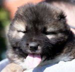 Kaukazský ovčiak – šteniatka