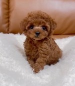 Šteniatka pudla Tor