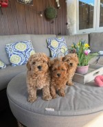 Rozkošné šteniatka Maltipoo