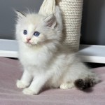 krásne mačiatka plemena Ragdoll