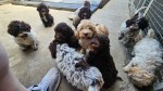 Šteniatka Lagotto Romagnolo