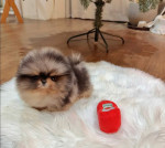 Dve šteniatka pomeraniana s T-Cup vzorom