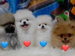 .Pomeranian šteniatka