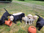 Labradorský čokoládový Retriever