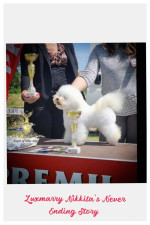 Bichon Frisé – krásne šteniatka