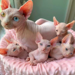 Mačiatka sphynxa