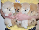   sladké šteniatka.Pomeranian