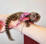 2 Marmoset opice pre nový domov 