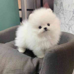 Šteniatka pomeraniana na adopciu