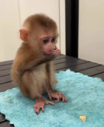 Ponuka adopcie opíc malpa (kapucín)