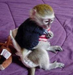 Na predaj mláďatá malpy (Capuchin)