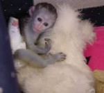 Priateľské kapucínske opice na adopciu