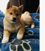 Šteniatka plemena Shiba Inu
