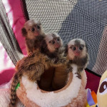 2 Marmoset opice pre nový domov2 Marmoset opice pre nový domov