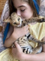 mačiatka savannah pre nový domov