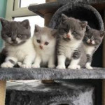 Mačiatka plemena Scottish Fold (škótska klapouchá mačka)