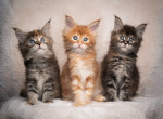 Priateľské mačiatka plemena Maine Coon na adopciu.