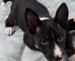 rozkošné šteniatka plemena basenji