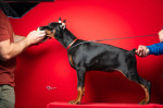 Šteniatka dobermana